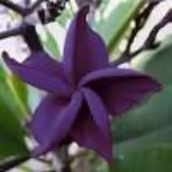 Purple Plumeria Plant